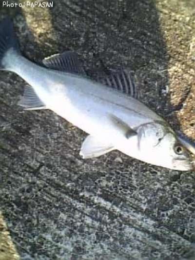 �����Х�