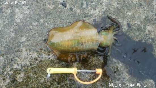 �����ꥤ��