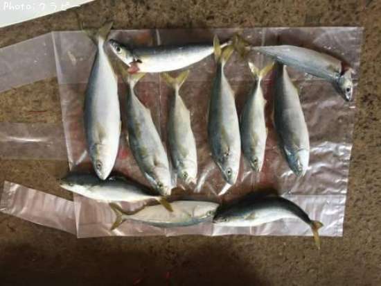 ���С��䥺