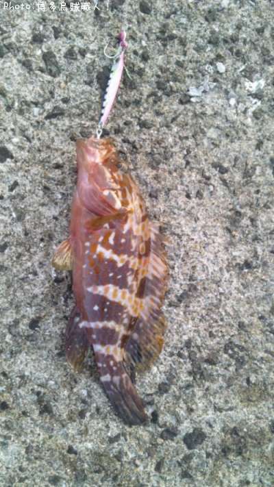 �������ʥ����ϥ���