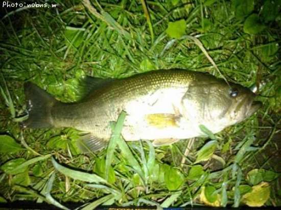 �֥�å��Х�