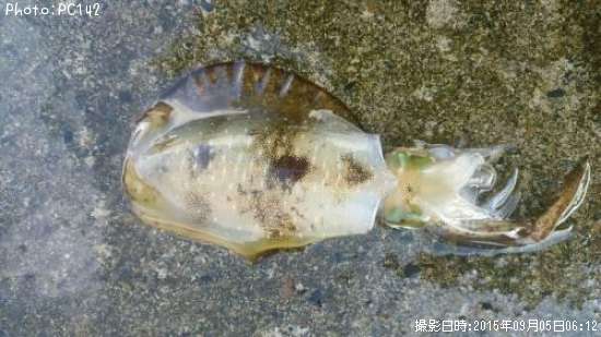 �����ꥤ��