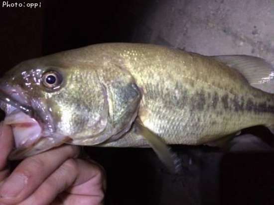 �֥�å��Х�