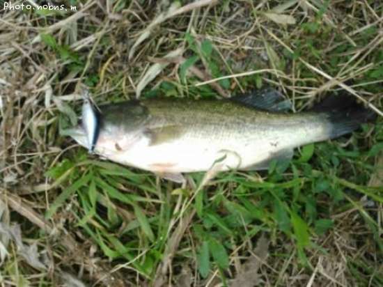 �֥�å��Х�