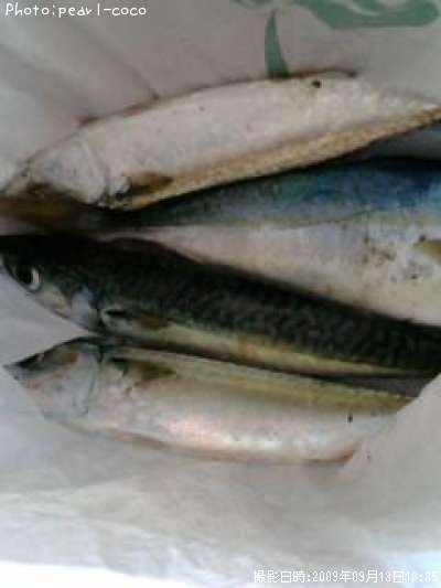 ���С����ʥ�