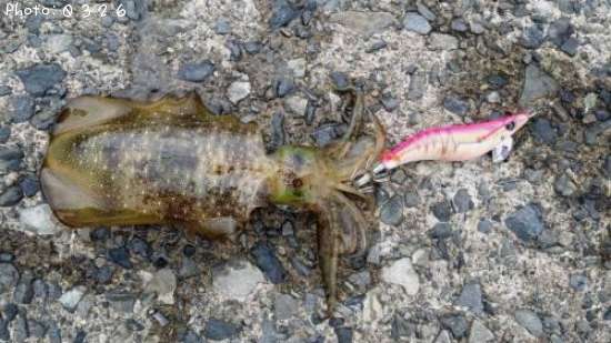 �����ꥤ��