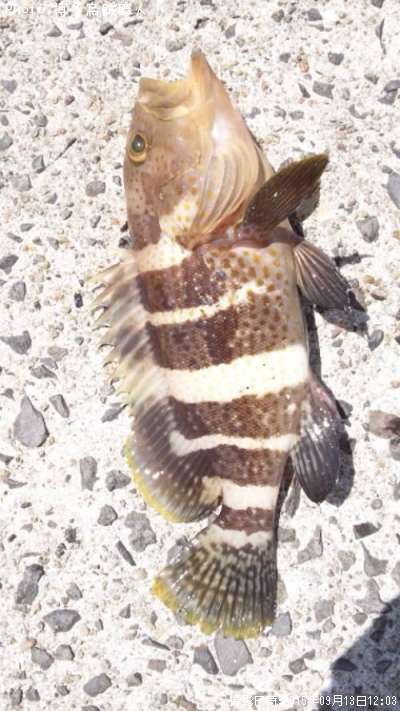 �����ʡʥ����ϥ���