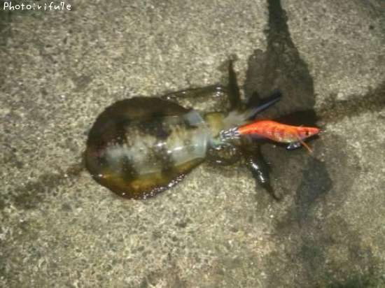 �����ꥤ��