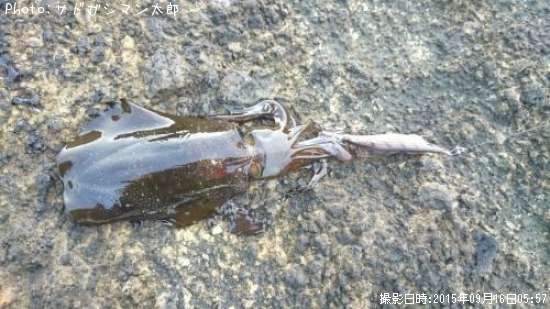 �����ꥤ��