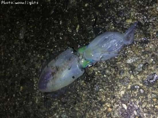 �����ꥤ��