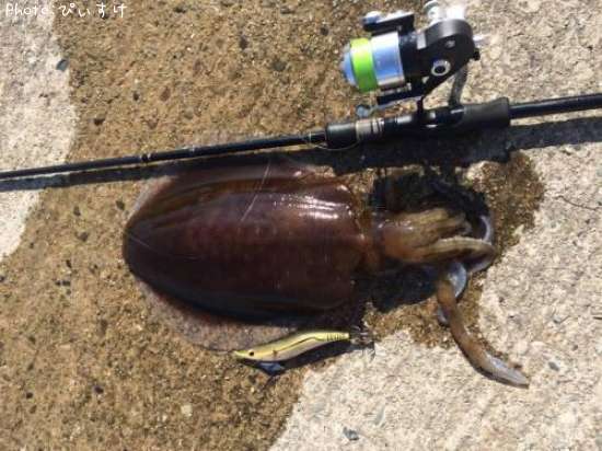 �����ꥤ��