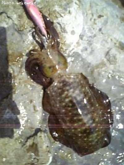 �����ꥤ��