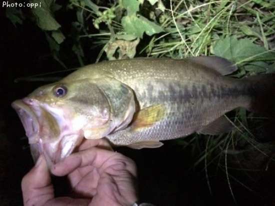 �֥�å��Х�