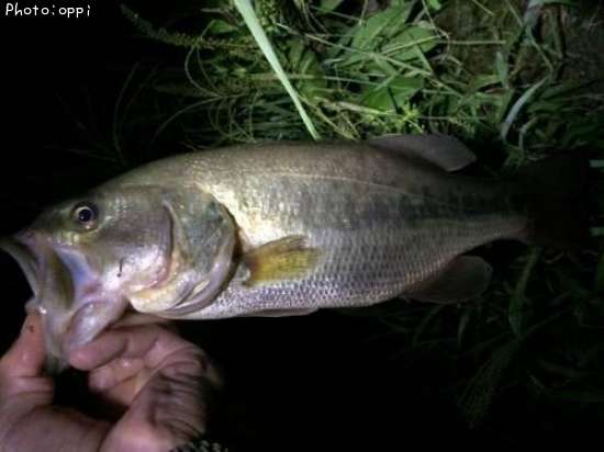 �֥�å��Х�