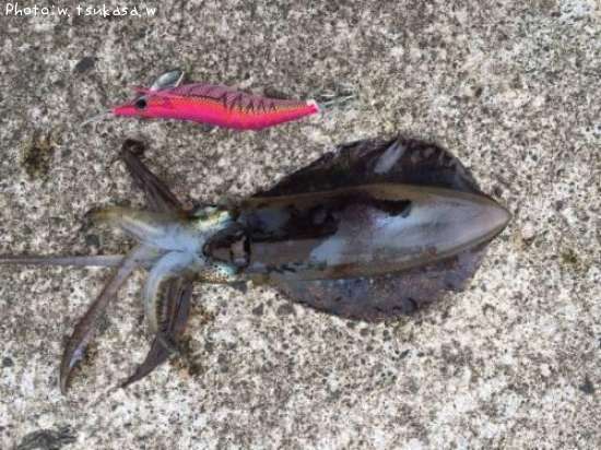 �����ꥤ��