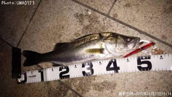 �����Х�