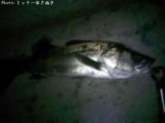 �ޥ륹����