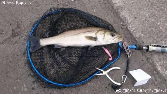 �����Х�