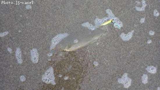 �����ӥ��