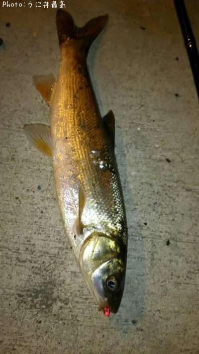 �ޥ륿������