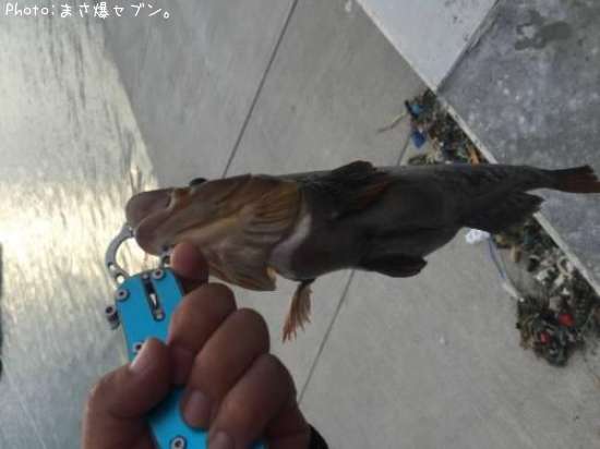 �����ʥ�