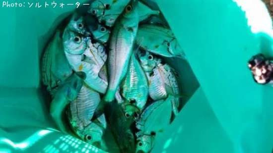 ����ᡡ�ϥ���������