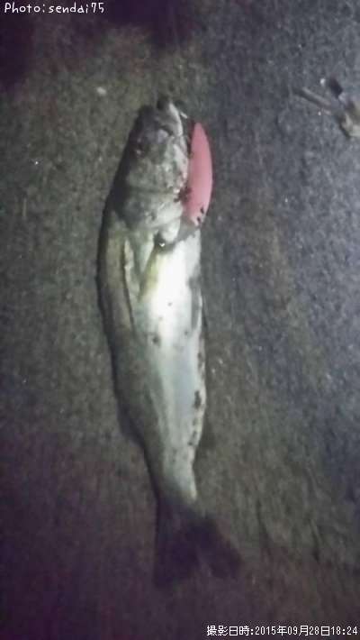 �����Х�