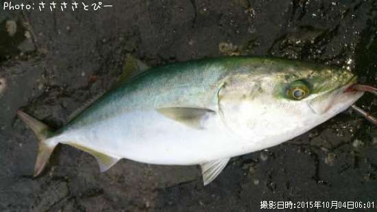 ���ʥ�������