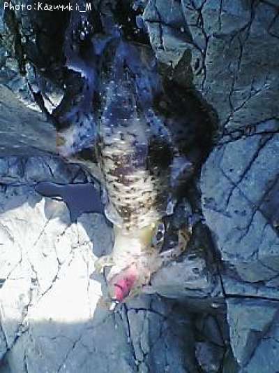 �����ꥤ��