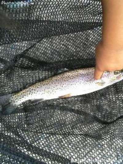 �쥤��ܡ��ȥ饦��