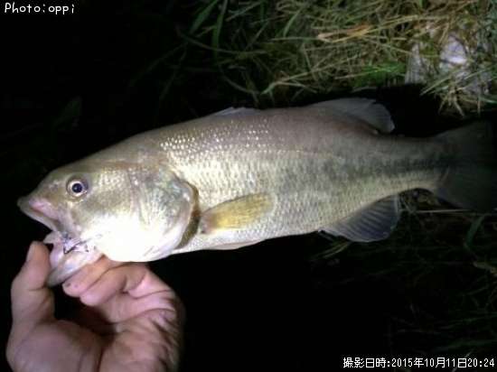 �֥�å��Х�