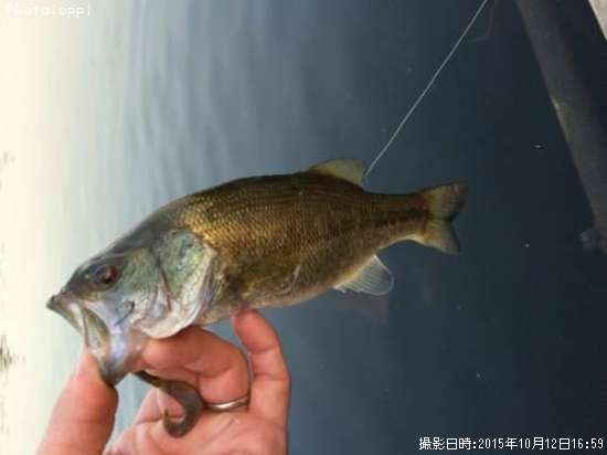 �֥�å��Х�