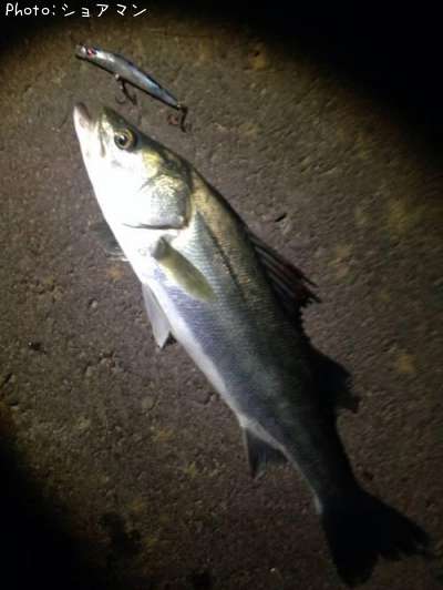 �����Х�