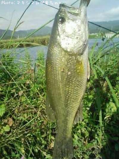 �֥�å��Х�