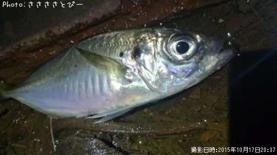 ��������Х�