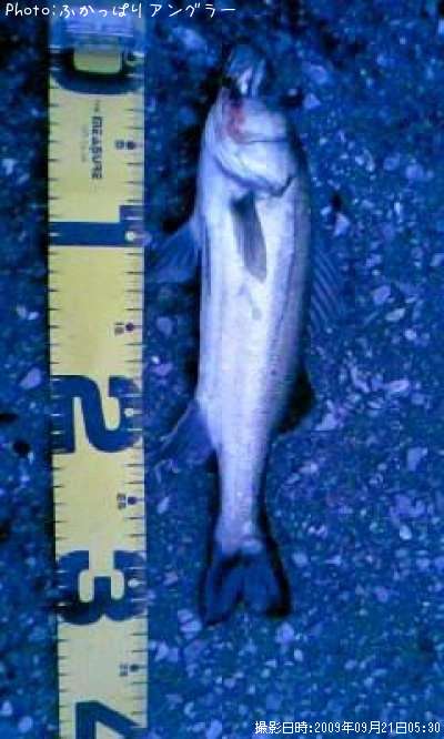 �����Х�