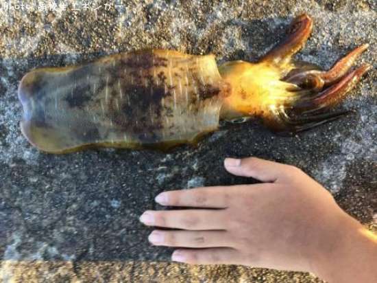 �����ꥤ��