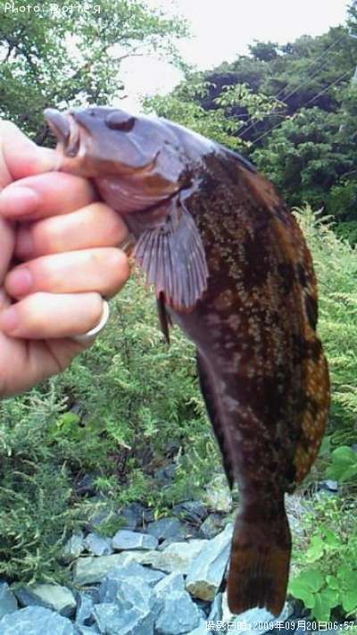 �����ʥ�