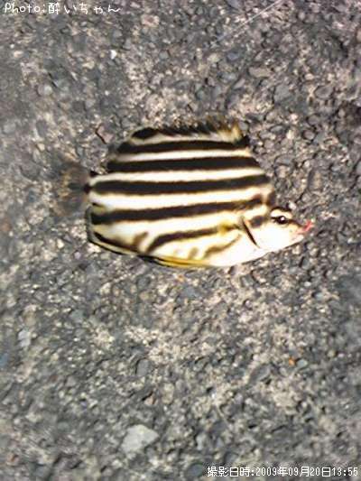 �ʤ������