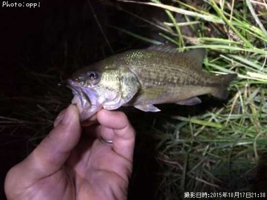 �֥�å��Х�