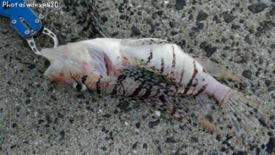 �ߥΥ�����