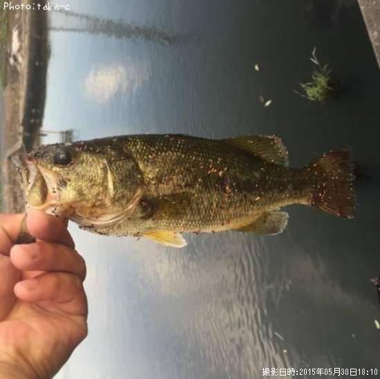 �֥�å��Х�