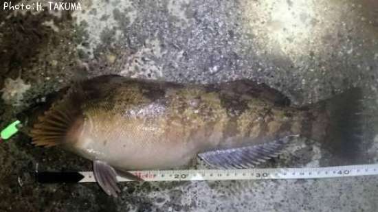 �����ʥ�