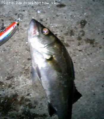 �����Х�