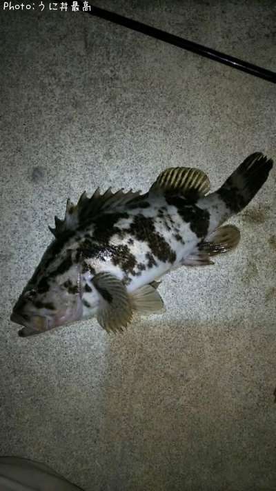 �٥å�������