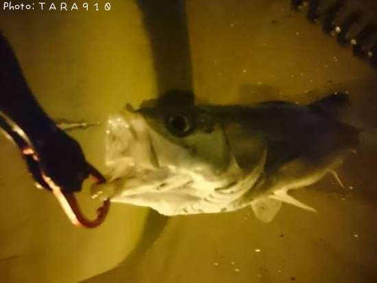 �����Х�