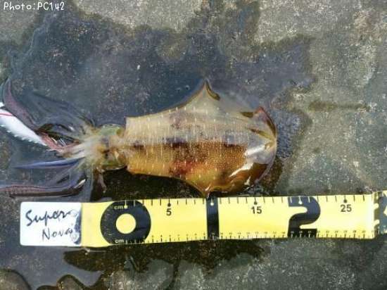 �����ꥤ��