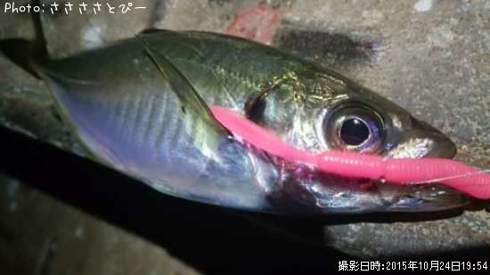 ��������Х�������Х�