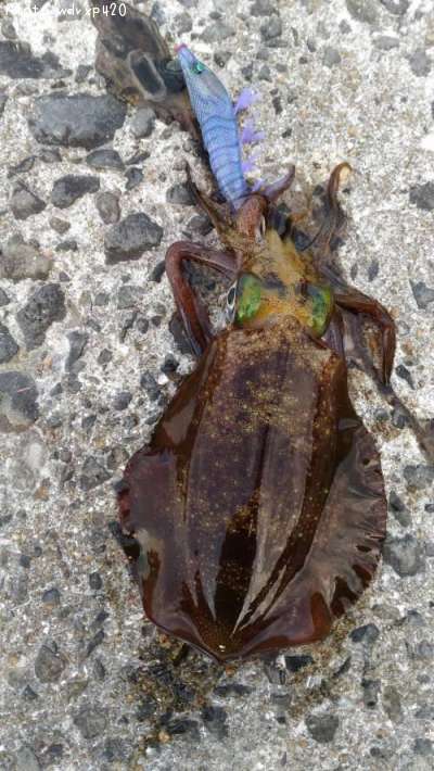 �����ꥤ��