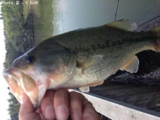 �֥�å��Х�